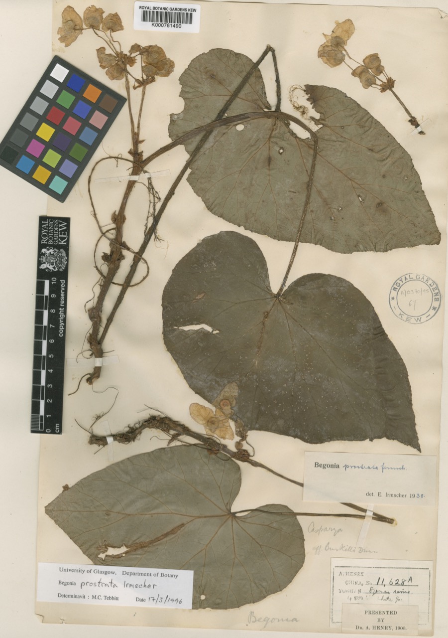 B. prostrata